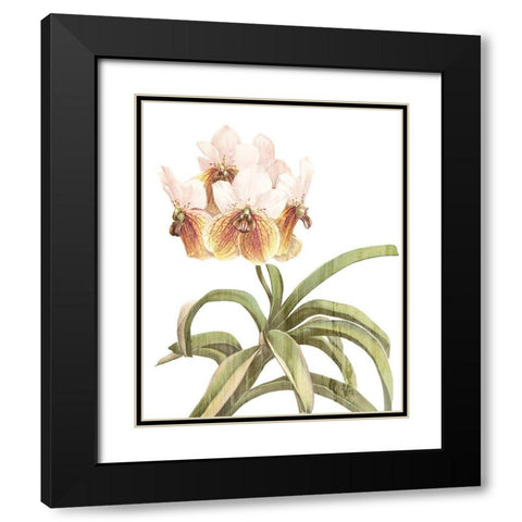 Orchid Love 3 Black Modern Wood Framed Art Print with Double Matting by Kimberly, Allen