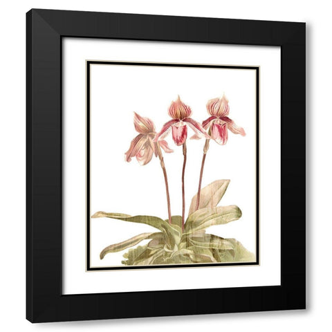 Orchid Love 4 Black Modern Wood Framed Art Print with Double Matting by Kimberly, Allen