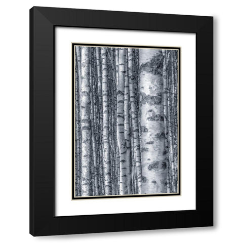 Birches 2 Black Modern Wood Framed Art Print with Double Matting by Allen, Kimberly