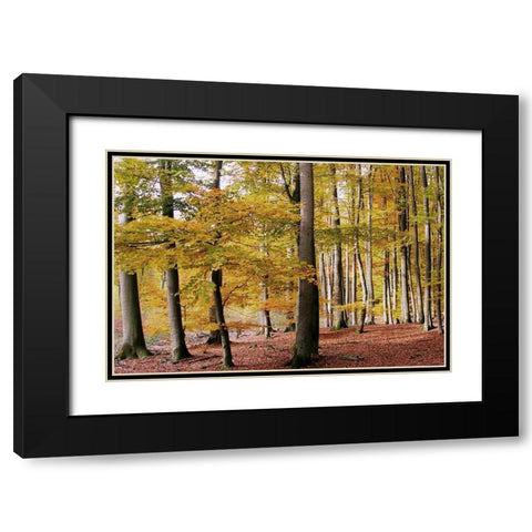 Autumn Walk Black Modern Wood Framed Art Print with Double Matting by Allen, Kimberly