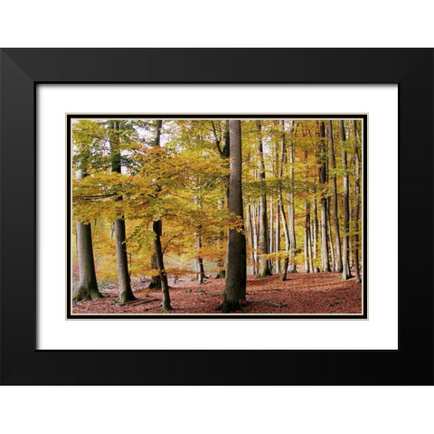 Autumn Walk Black Modern Wood Framed Art Print with Double Matting by Allen, Kimberly