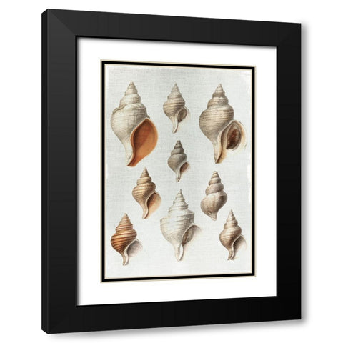 Conch Shells Black Modern Wood Framed Art Print with Double Matting by Allen, Kimberly