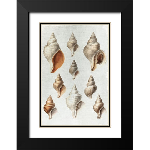 Conch Shells Black Modern Wood Framed Art Print with Double Matting by Allen, Kimberly