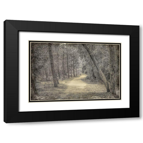 Forest of Dreams Black Modern Wood Framed Art Print with Double Matting by Kimberly, Allen