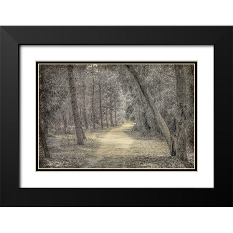 Forest of Dreams Black Modern Wood Framed Art Print with Double Matting by Kimberly, Allen