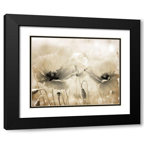 Vintage Poppy 1 Black Modern Wood Framed Art Print with Double Matting by Kimberly, Allen