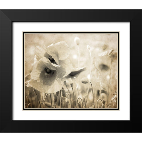 Vintage Poppy 2 Black Modern Wood Framed Art Print with Double Matting by Kimberly, Allen