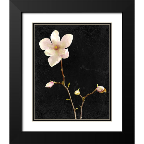 Magnolia on Black 1 Black Modern Wood Framed Art Print with Double Matting by Kimberly, Allen