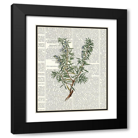 Fresh Herbs 1 Black Modern Wood Framed Art Print with Double Matting by Allen, Kimberly