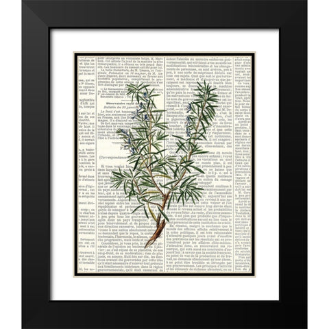 Fresh Herbs 1 Black Modern Wood Framed Art Print with Double Matting by Allen, Kimberly