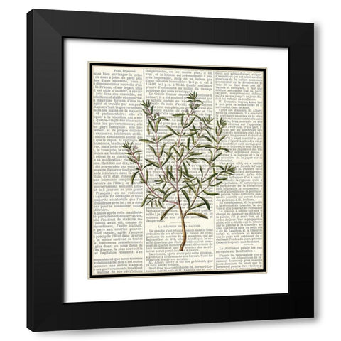 Fresh Herbs 2 Black Modern Wood Framed Art Print with Double Matting by Allen, Kimberly