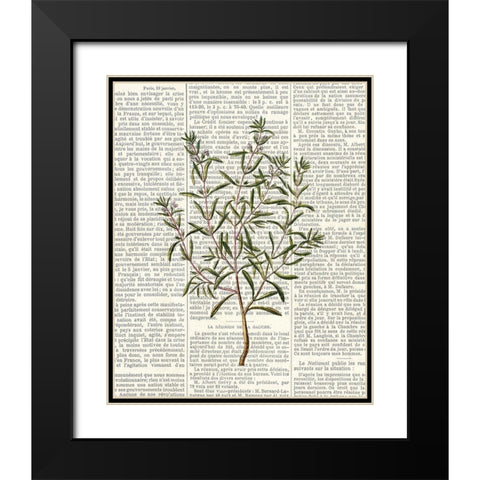 Fresh Herbs 2 Black Modern Wood Framed Art Print with Double Matting by Allen, Kimberly