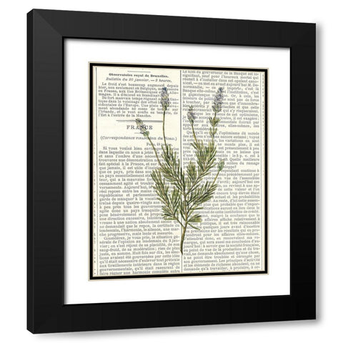 Fresh Herbs 4 Black Modern Wood Framed Art Print with Double Matting by Allen, Kimberly