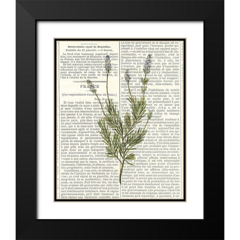 Fresh Herbs 4 Black Modern Wood Framed Art Print with Double Matting by Allen, Kimberly