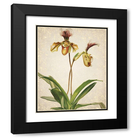 Orchids  1 Black Modern Wood Framed Art Print with Double Matting by Kimberly, Allen