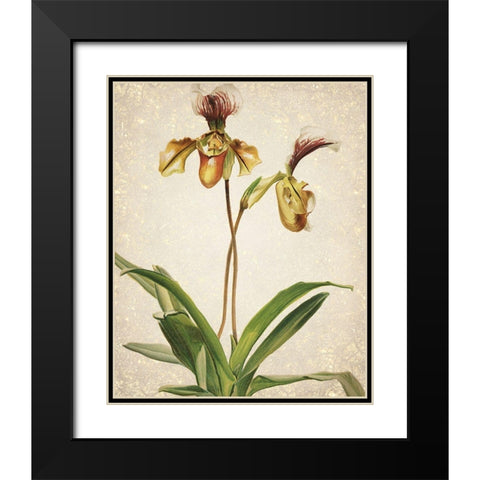 Orchids  1 Black Modern Wood Framed Art Print with Double Matting by Kimberly, Allen