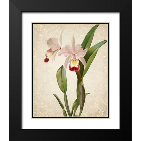 Orchids  2 Black Modern Wood Framed Art Print with Double Matting by Kimberly, Allen