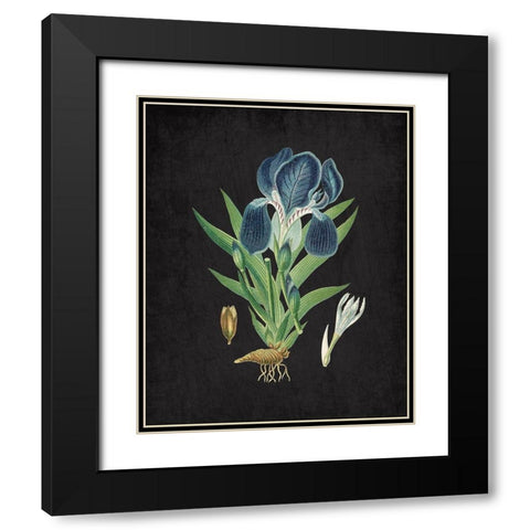 Blue Iris 3 Black Modern Wood Framed Art Print with Double Matting by Kimberly, Allen