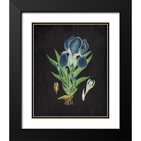 Blue Iris 3 Black Modern Wood Framed Art Print with Double Matting by Kimberly, Allen
