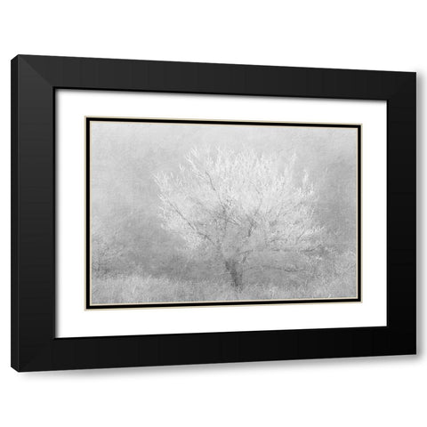 Silver Dreaming Tree Black Modern Wood Framed Art Print with Double Matting by Kimberly, Allen