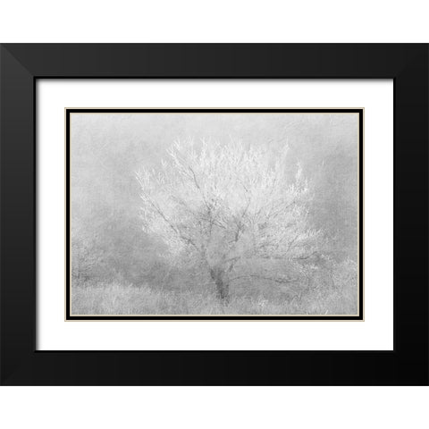 Silver Dreaming Tree Black Modern Wood Framed Art Print with Double Matting by Kimberly, Allen