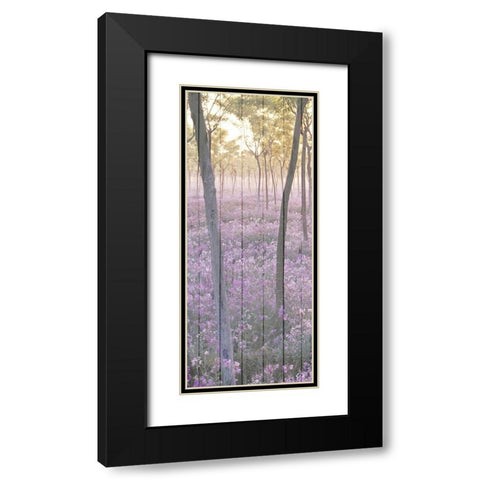 Sunset through the Trees 1 Black Modern Wood Framed Art Print with Double Matting by Kimberly, Allen