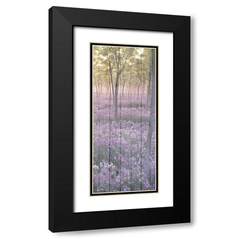 Sunset through the Trees 2 Black Modern Wood Framed Art Print with Double Matting by Kimberly, Allen