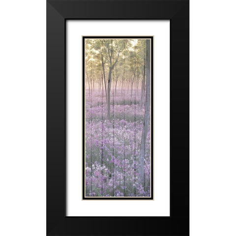 Sunset through the Trees 2 Black Modern Wood Framed Art Print with Double Matting by Kimberly, Allen