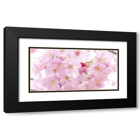 Paris in Bloom 2 Black Modern Wood Framed Art Print with Double Matting by Kimberly, Allen