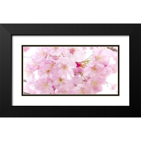 Paris in Bloom 2 Black Modern Wood Framed Art Print with Double Matting by Kimberly, Allen