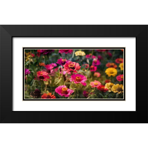 Zinnias in Bloom Black Modern Wood Framed Art Print with Double Matting by Kimberly, Allen