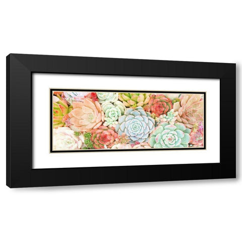 Colorful Succulents 1 Black Modern Wood Framed Art Print with Double Matting by Kimberly, Allen