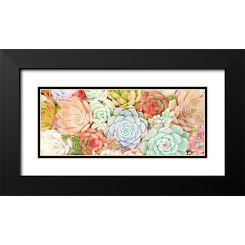 Colorful Succulents 1 Black Modern Wood Framed Art Print with Double Matting by Kimberly, Allen