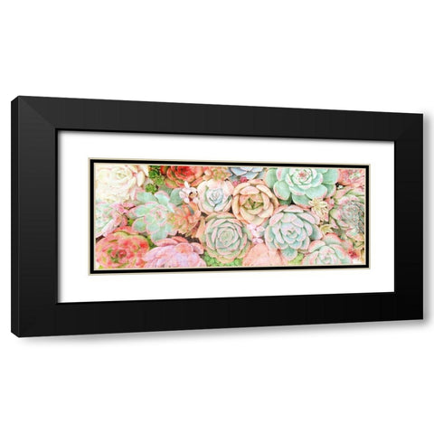 Colorful Succulents 2 Black Modern Wood Framed Art Print with Double Matting by Kimberly, Allen