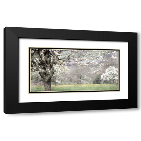 Apple Blossom Black Modern Wood Framed Art Print with Double Matting by Allen, Kimberly