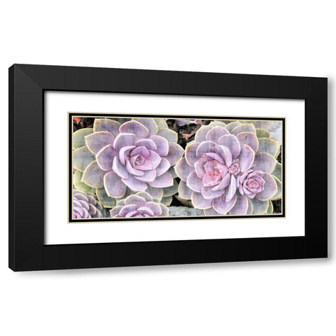 Succulents Black Modern Wood Framed Art Print with Double Matting by Allen, Kimberly