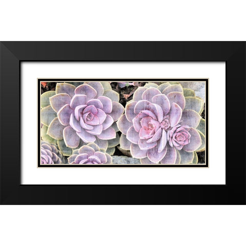 Succulents Black Modern Wood Framed Art Print with Double Matting by Allen, Kimberly