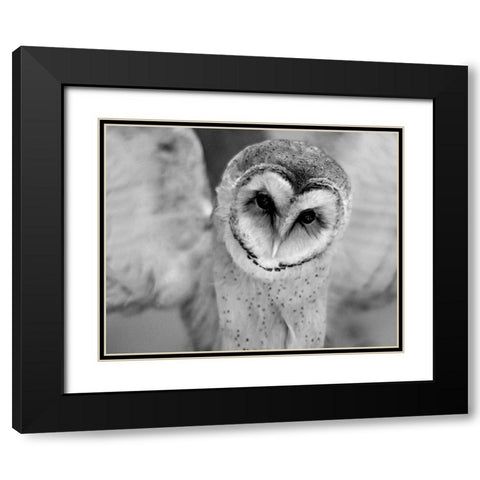 Cute Owl Wings Spread Black Modern Wood Framed Art Print with Double Matting by Straatsma, Leah