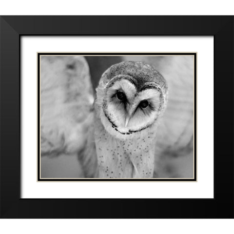 Cute Owl Wings Spread Black Modern Wood Framed Art Print with Double Matting by Straatsma, Leah