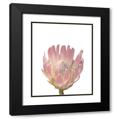 Blush Protea Black Modern Wood Framed Art Print with Double Matting by Straatsma, Leah