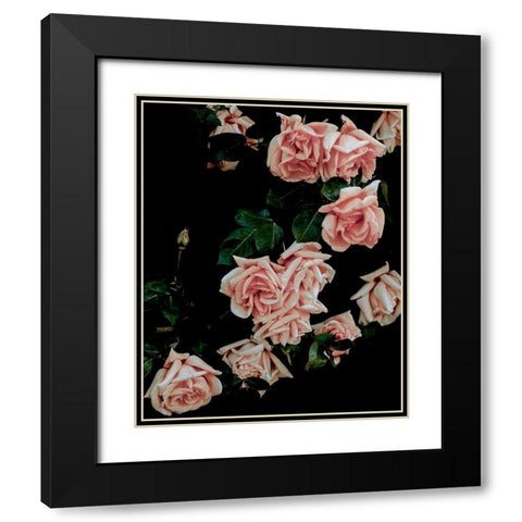Dark Blush Roses Black Modern Wood Framed Art Print with Double Matting by Straatsma, Leah
