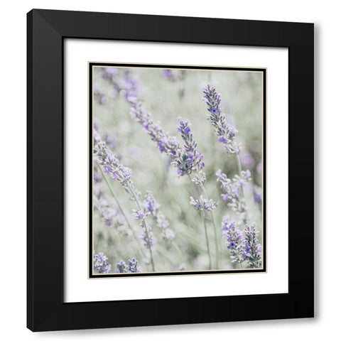 Bleached Lavender in Field Black Modern Wood Framed Art Print with Double Matting by Straatsma, Leah