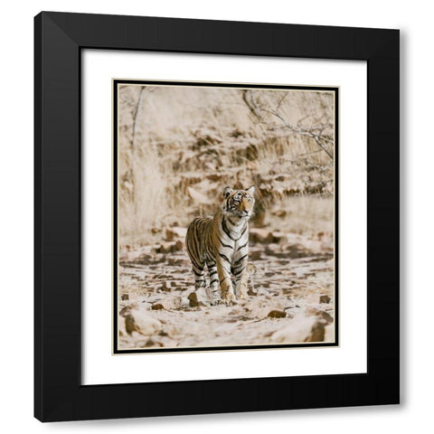 Tiger on Rocks Black Modern Wood Framed Art Print with Double Matting by Straatsma, Leah