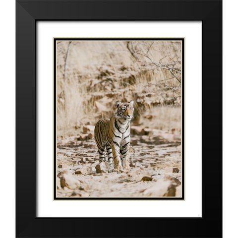Tiger on Rocks Black Modern Wood Framed Art Print with Double Matting by Straatsma, Leah