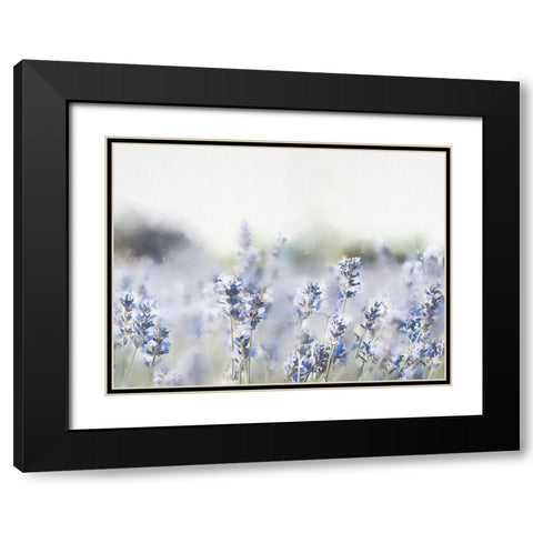 Close Lavender Field Black Modern Wood Framed Art Print with Double Matting by Straatsma, Leah