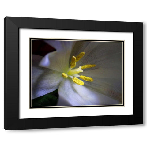 Tulpe Stempel Blau Black Modern Wood Framed Art Print with Double Matting by May