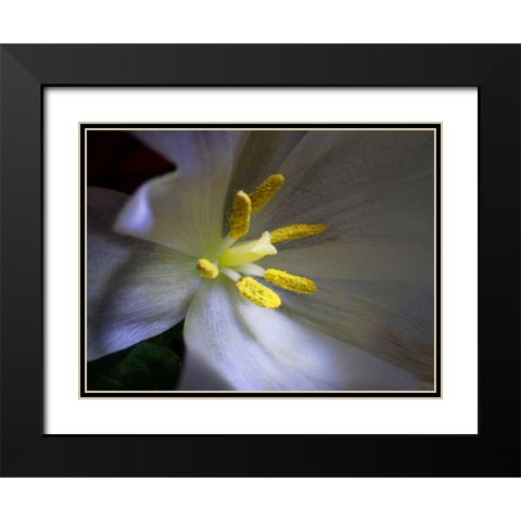 Tulpe Stempel Blau Black Modern Wood Framed Art Print with Double Matting by May