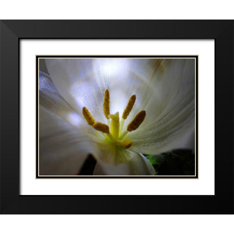 Tulpe Stempel Blau 2 Black Modern Wood Framed Art Print with Double Matting by May