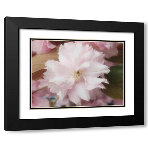 Soft Japanische Kirsche Black Modern Wood Framed Art Print with Double Matting by May