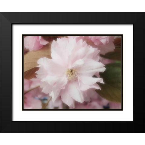 Soft Japanische Kirsche Black Modern Wood Framed Art Print with Double Matting by May